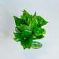 Preview: Lucky Reptile Golden Pothos auf Steinsockel